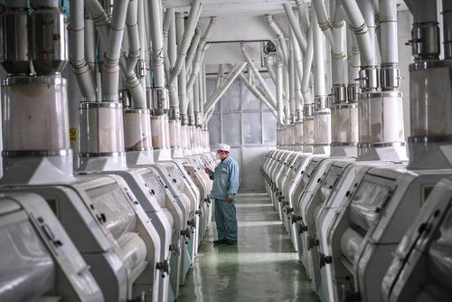 小麥精華糊粉層 濱州面粉廠以高科技開(kāi)發(fā)學(xué)生專用粉